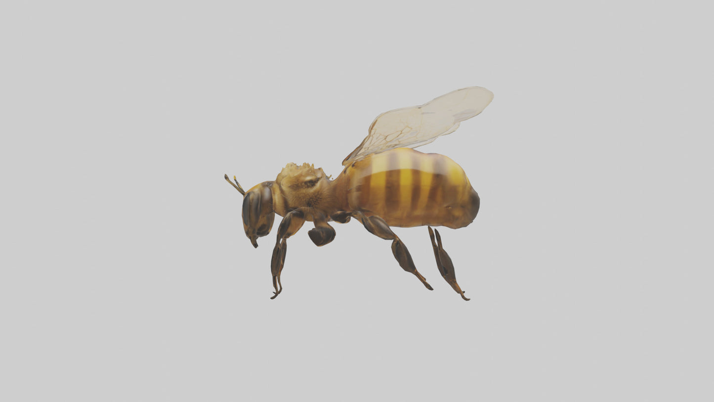 3D model Honeybee flying model VR / AR / low-poly