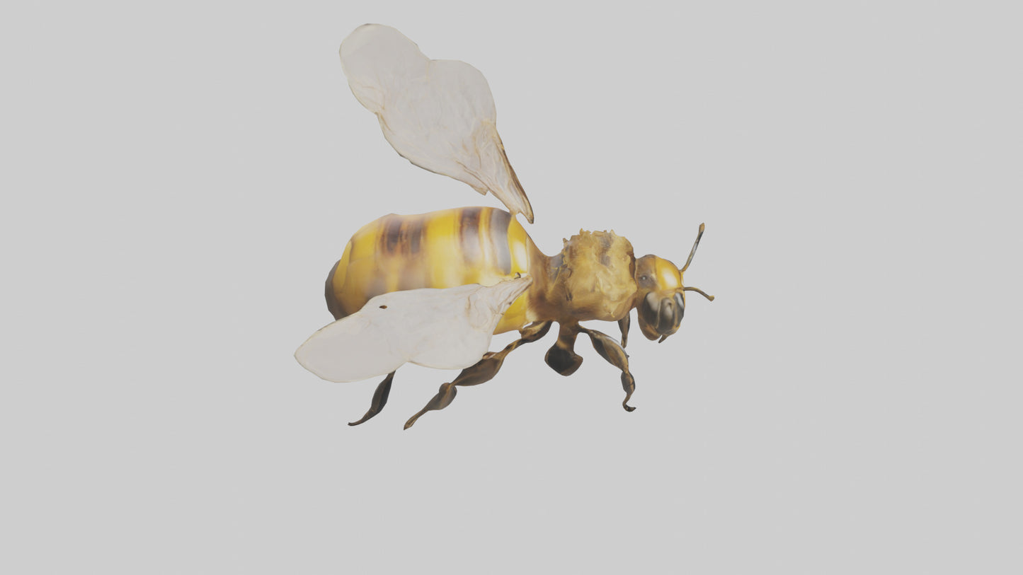 3D model Honeybee flying model VR / AR / low-poly