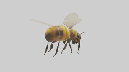 3D model Honeybee flying model VR / AR / low-poly