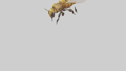 3D model Honeybee flying model VR / AR / low-poly