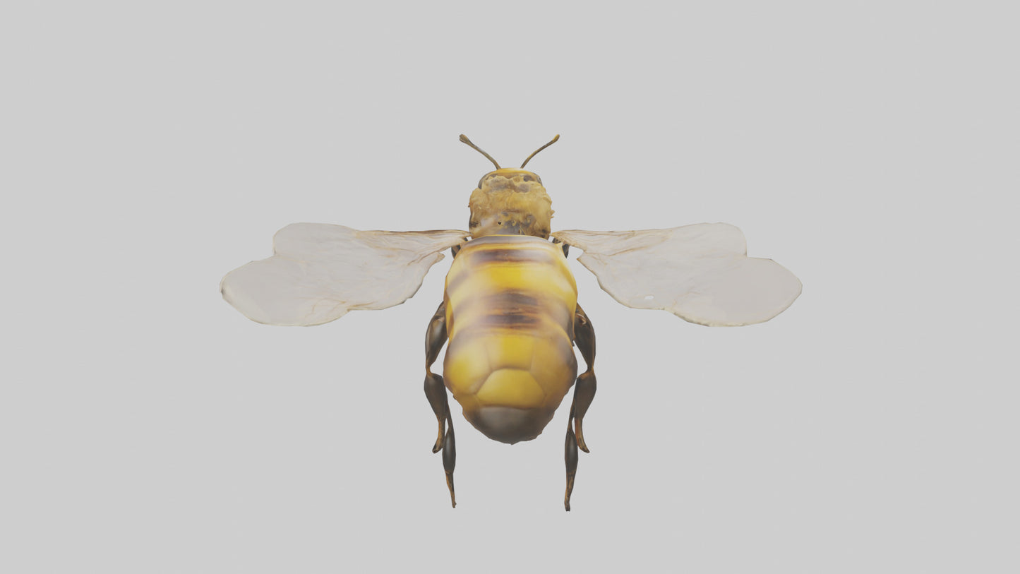 3D model Honeybee flying model VR / AR / low-poly