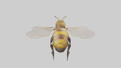 3D model Honeybee flying model VR / AR / low-poly