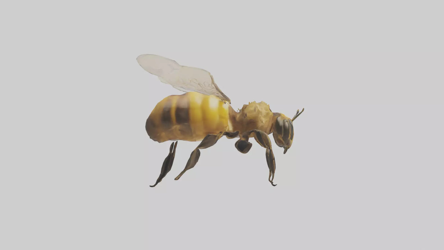 3D model Honeybee flying model VR / AR / low-poly