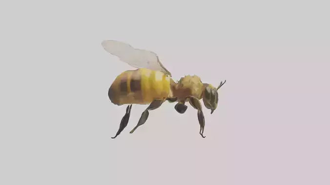 3D model Honeybee flying model VR / AR / low-poly