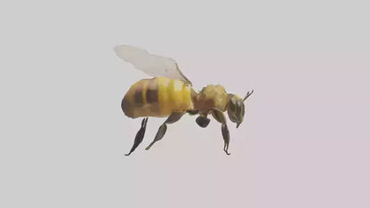3D model Honeybee flying model VR / AR / low-poly