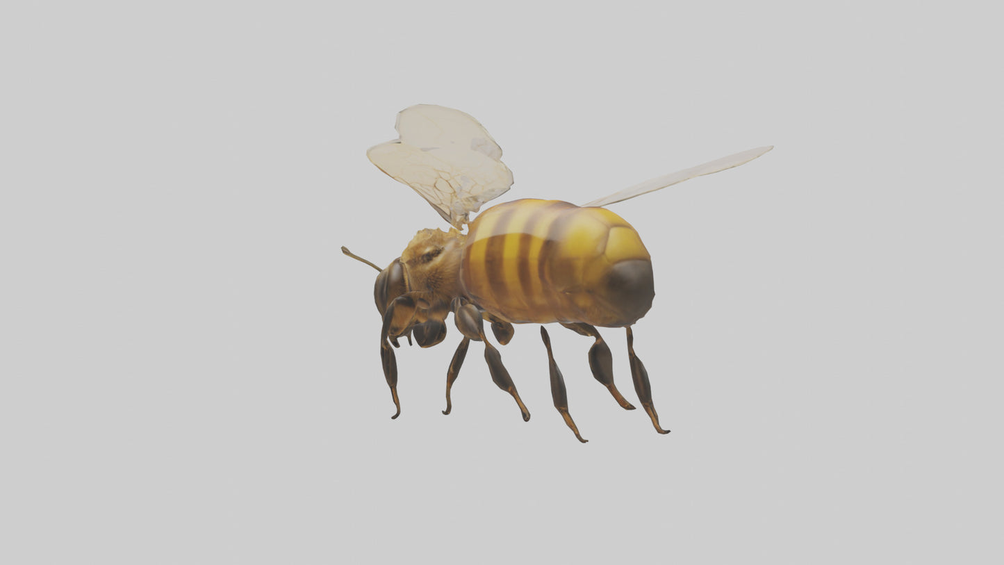 3D model Honeybee flying model VR / AR / low-poly