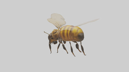 3D model Honeybee flying model VR / AR / low-poly