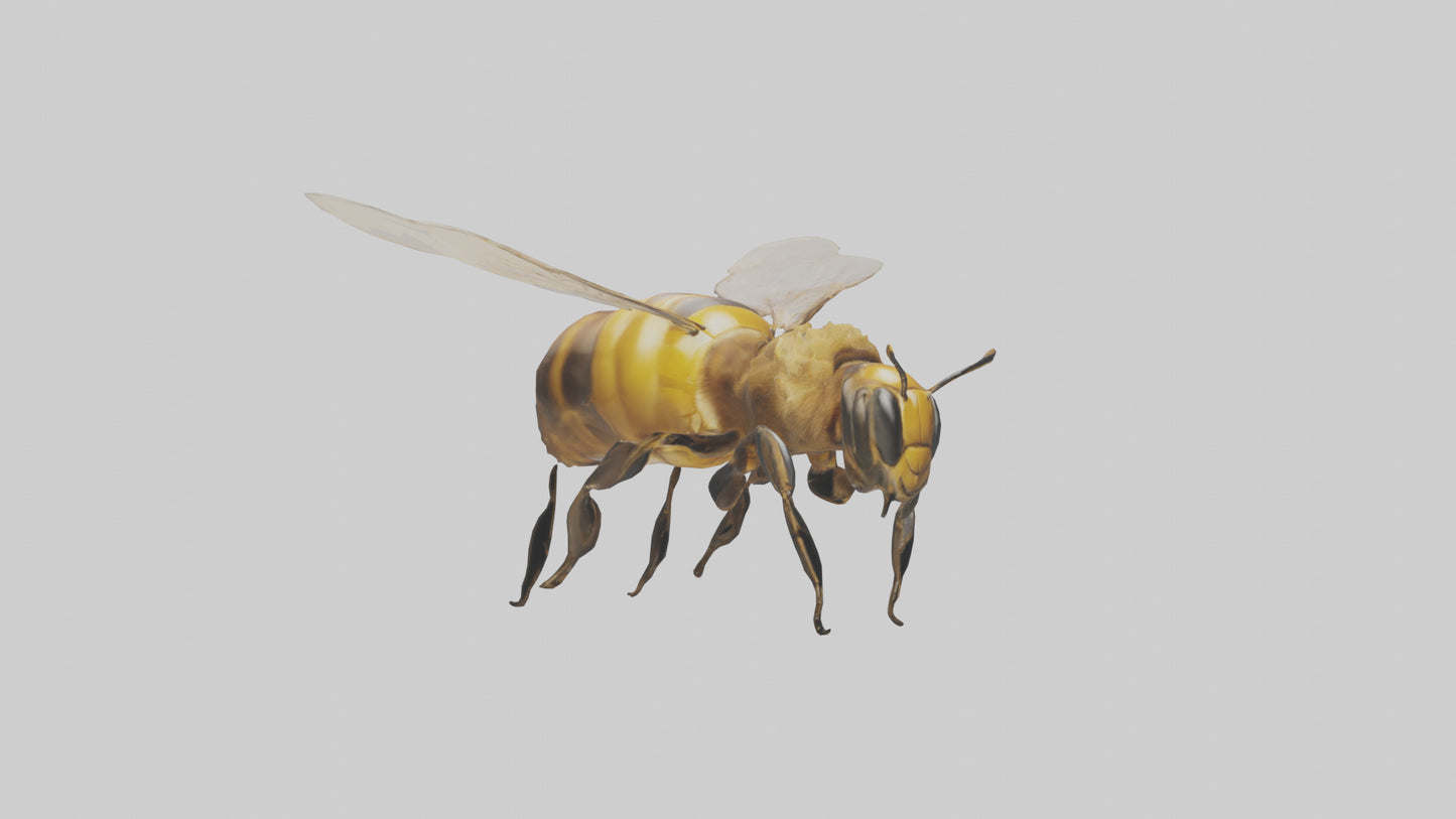 3D model Honeybee flying model VR / AR / low-poly