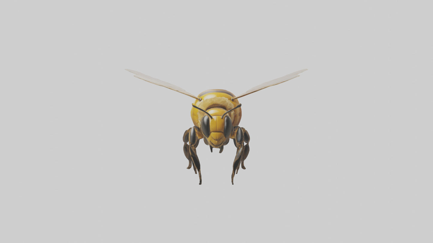 3D model Honeybee flying model VR / AR / low-poly