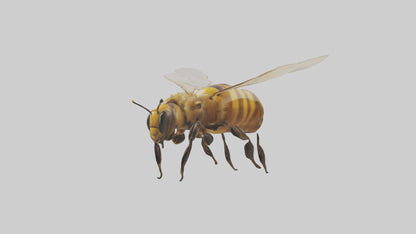 3D model Honeybee flying model VR / AR / low-poly