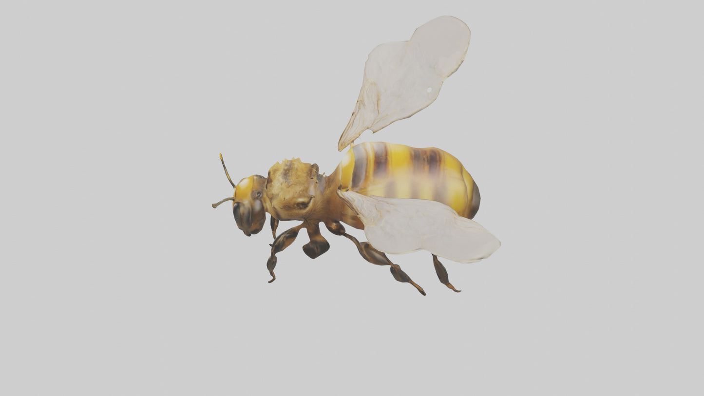 3D model Honeybee flying model VR / AR / low-poly