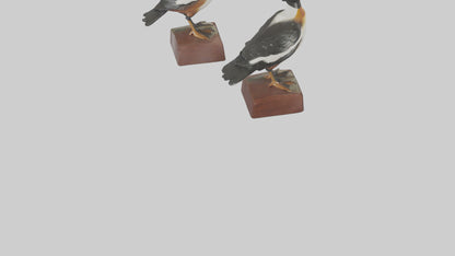 3D model Hooded Merganser statue model VR / AR / low-poly