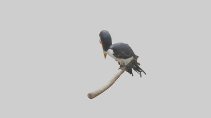 3D model Hornbill bird feeding model VR / AR / low-poly