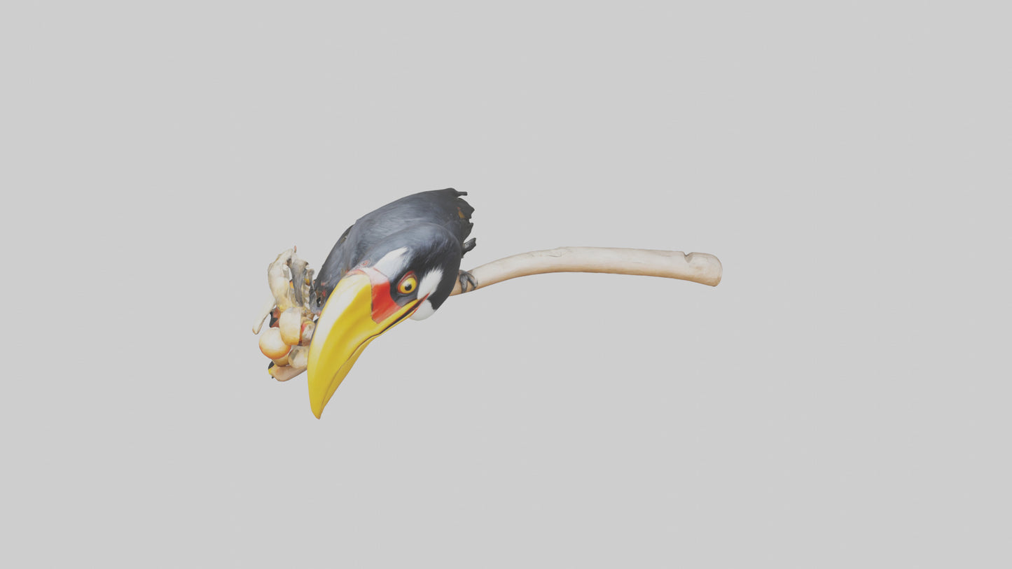 3D model Hornbill bird feeding model VR / AR / low-poly
