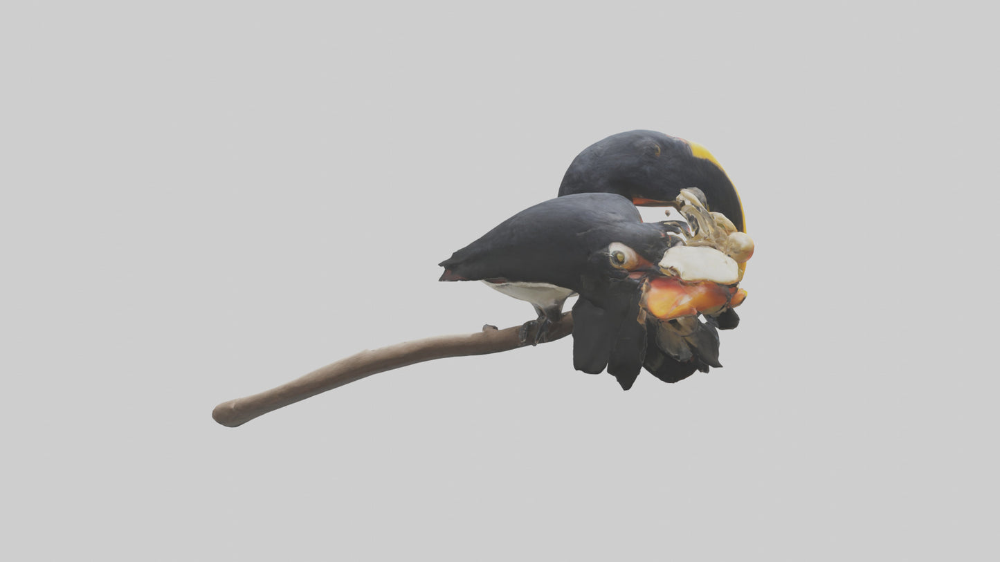 3D model Hornbill bird feeding model VR / AR / low-poly