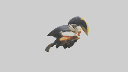 3D model Hornbill bird feeding model VR / AR / low-poly