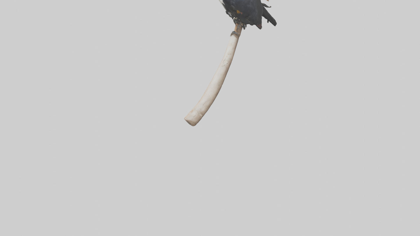 3D model Hornbill bird feeding model VR / AR / low-poly