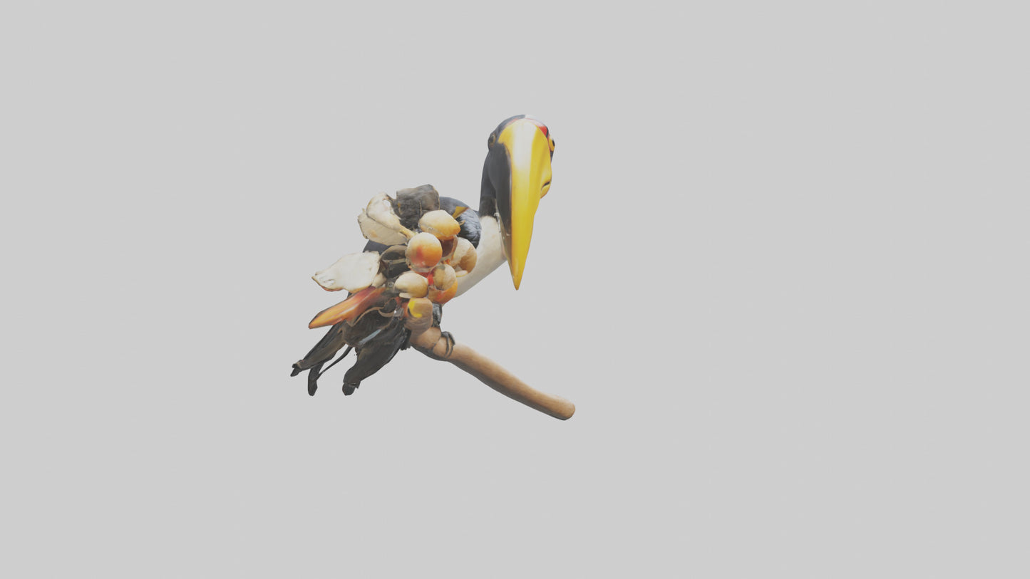 3D model Hornbill bird feeding model VR / AR / low-poly