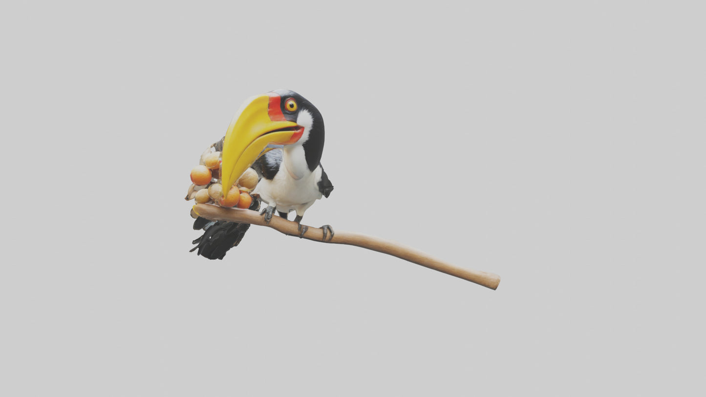 3D model Hornbill bird feeding model VR / AR / low-poly