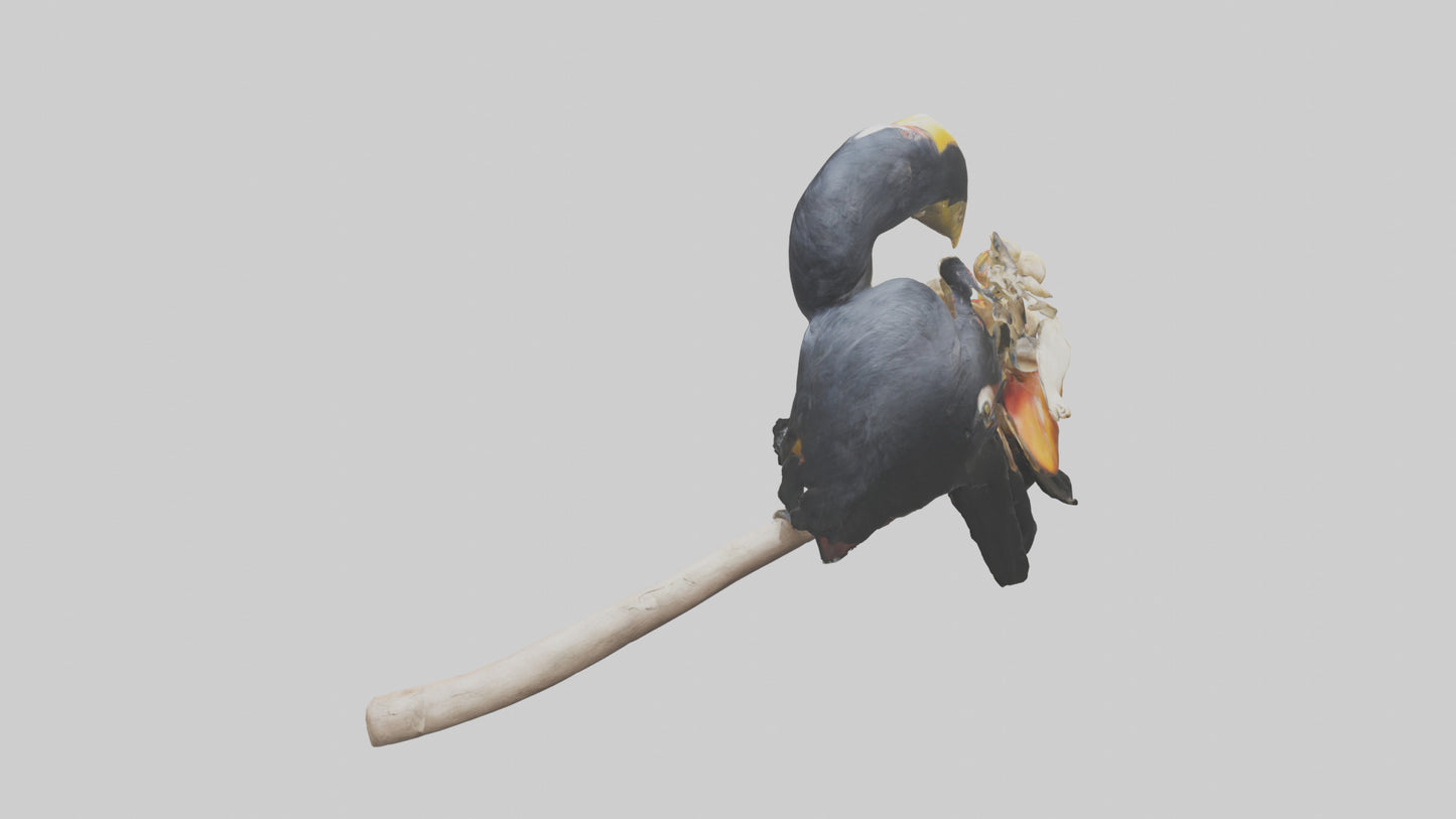 3D model Hornbill bird feeding model VR / AR / low-poly
