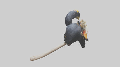 3D model Hornbill bird feeding model VR / AR / low-poly
