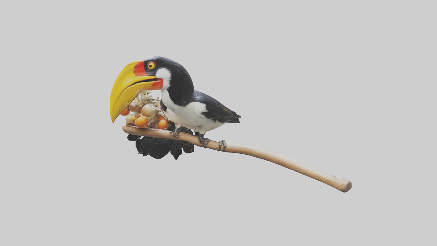 3D model Hornbill bird feeding model VR / AR / low-poly