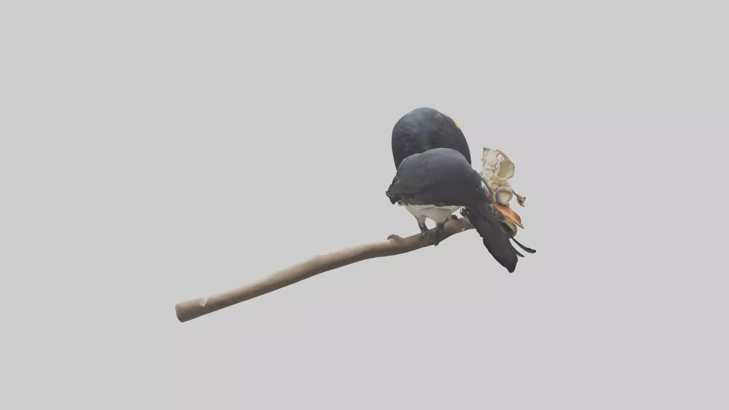 3D model Hornbill bird feeding model VR / AR / low-poly