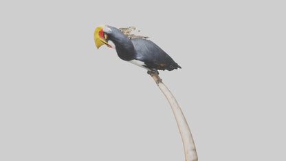 3D model Hornbill bird feeding model VR / AR / low-poly
