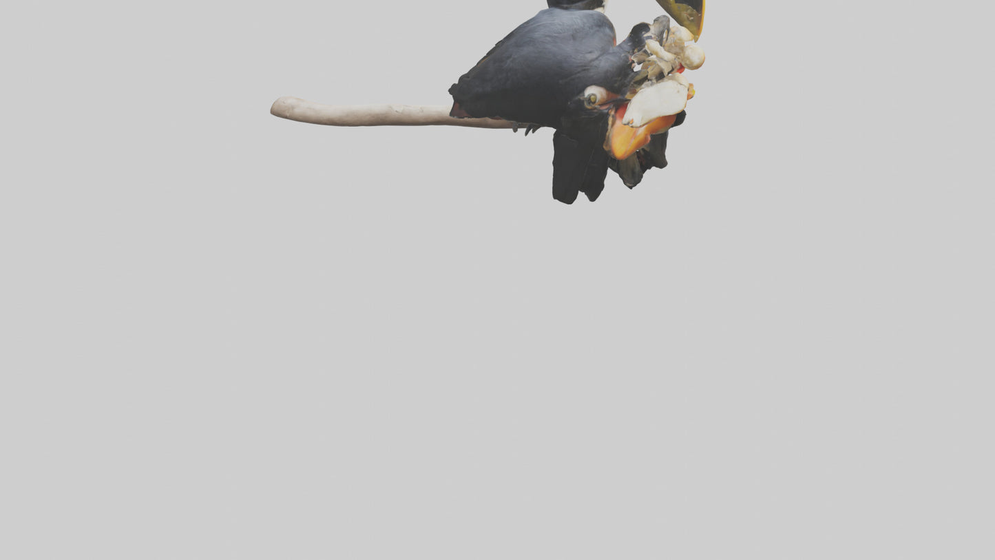 3D model Hornbill bird feeding model VR / AR / low-poly