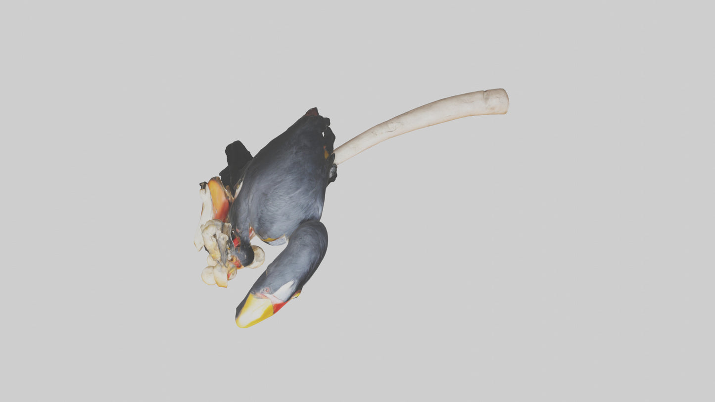 3D model Hornbill bird feeding model VR / AR / low-poly
