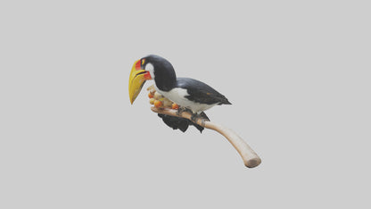 3D model Hornbill bird feeding model VR / AR / low-poly