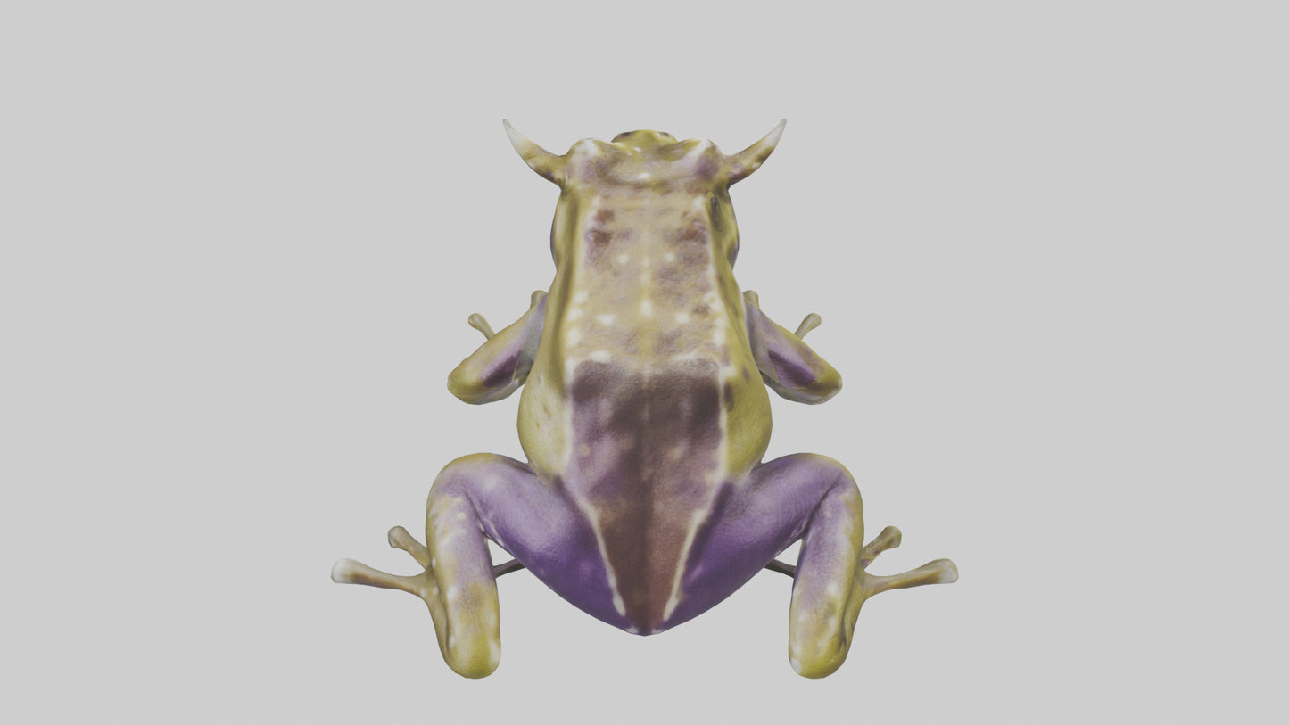 Horned Frog sitting model VR / AR / low-poly
