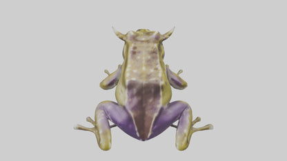 Horned Frog sitting model VR / AR / low-poly