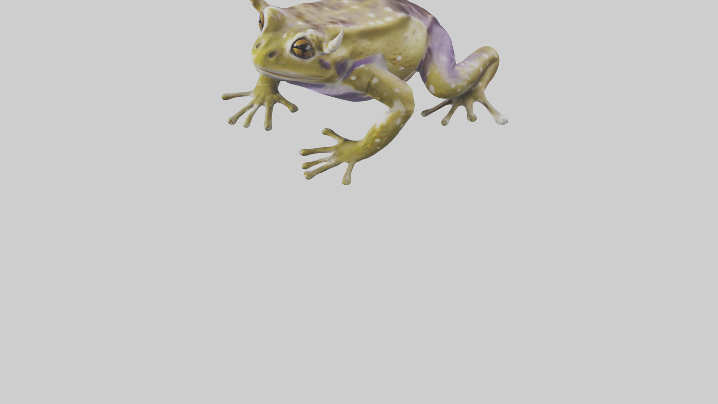 Horned Frog sitting model VR / AR / low-poly