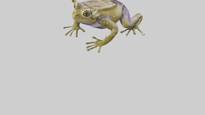 Horned Frog sitting model VR / AR / low-poly