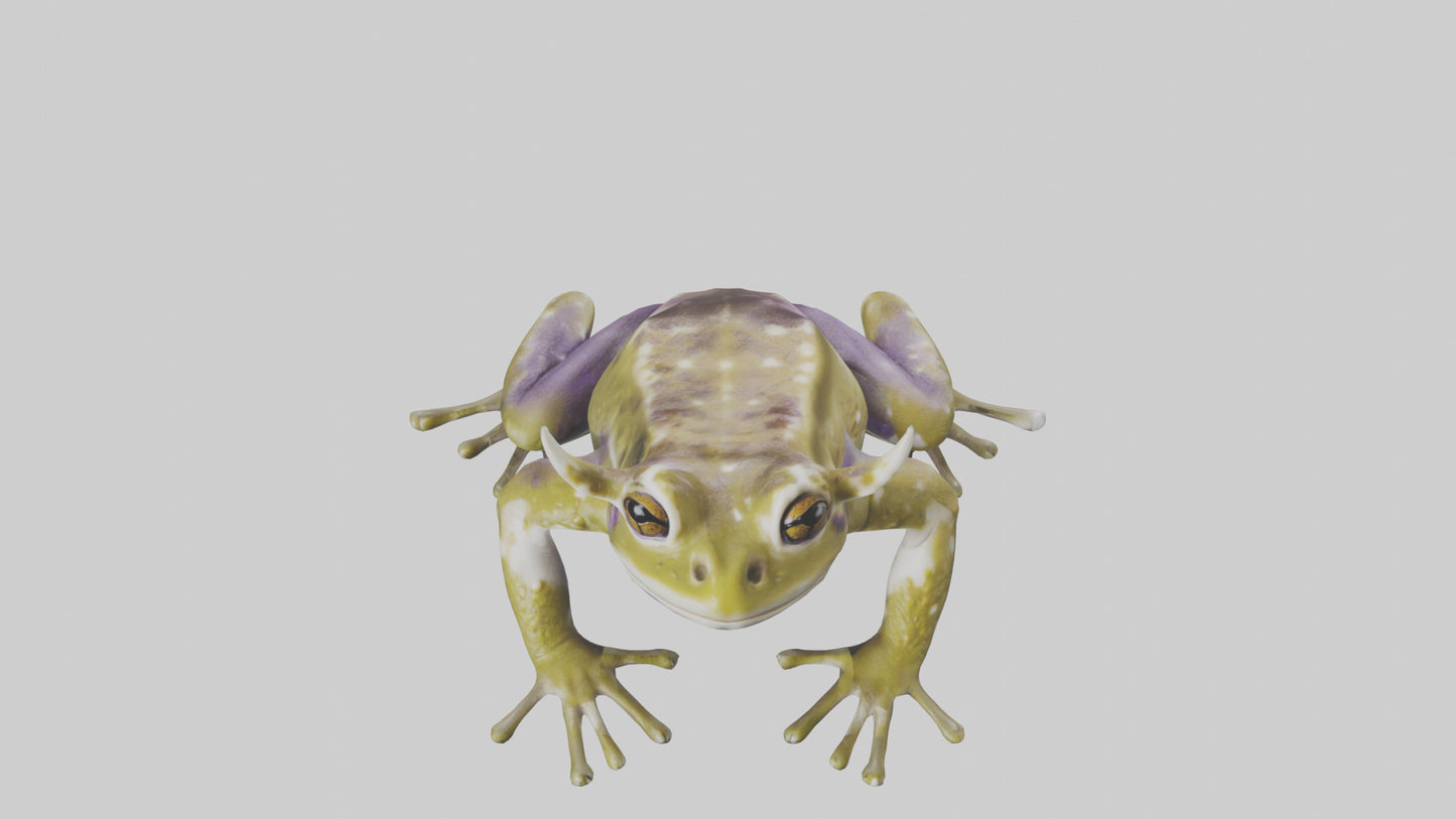 Horned Frog sitting model VR / AR / low-poly
