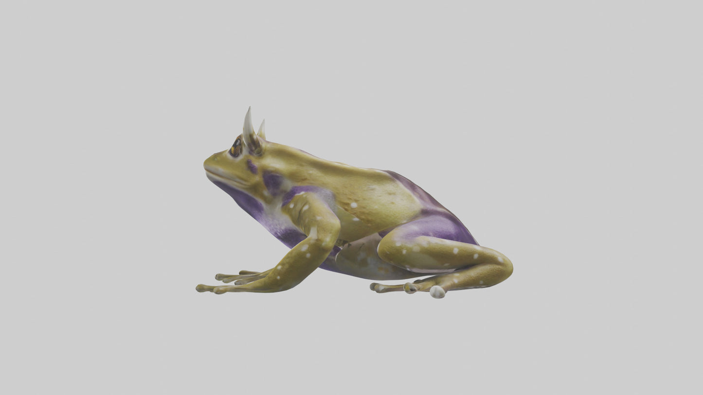 Horned Frog sitting model VR / AR / low-poly