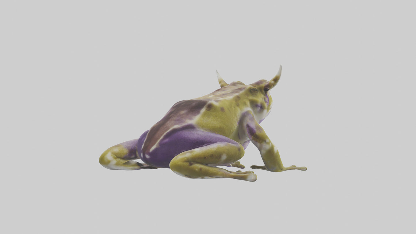 Horned Frog sitting model VR / AR / low-poly