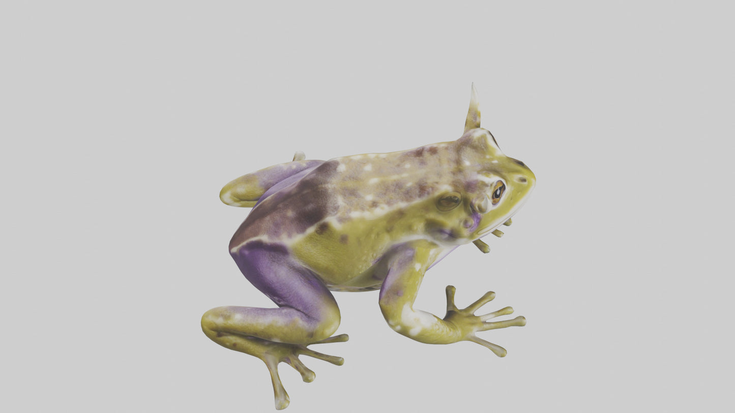 Horned Frog sitting model VR / AR / low-poly