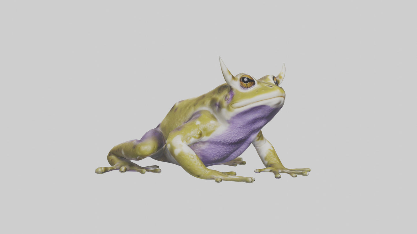 Horned Frog sitting model VR / AR / low-poly