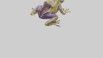 Horned Frog sitting model VR / AR / low-poly