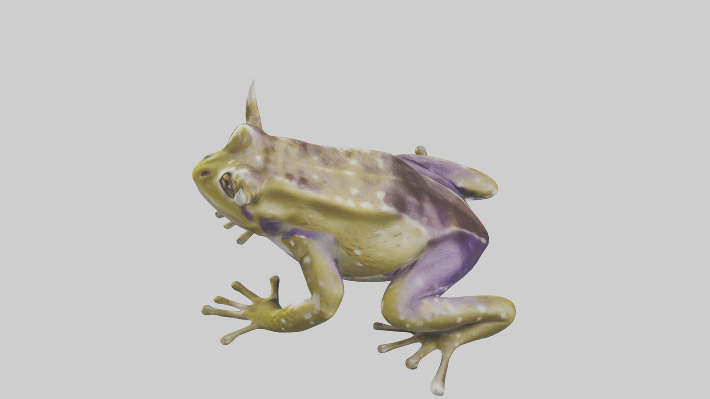 Horned Frog sitting model VR / AR / low-poly