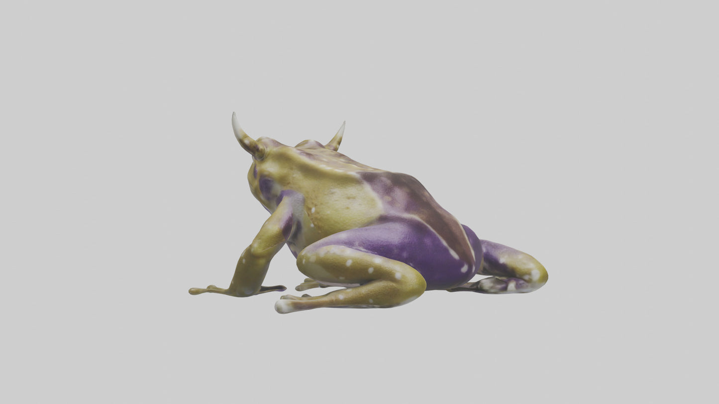 Horned Frog sitting model VR / AR / low-poly