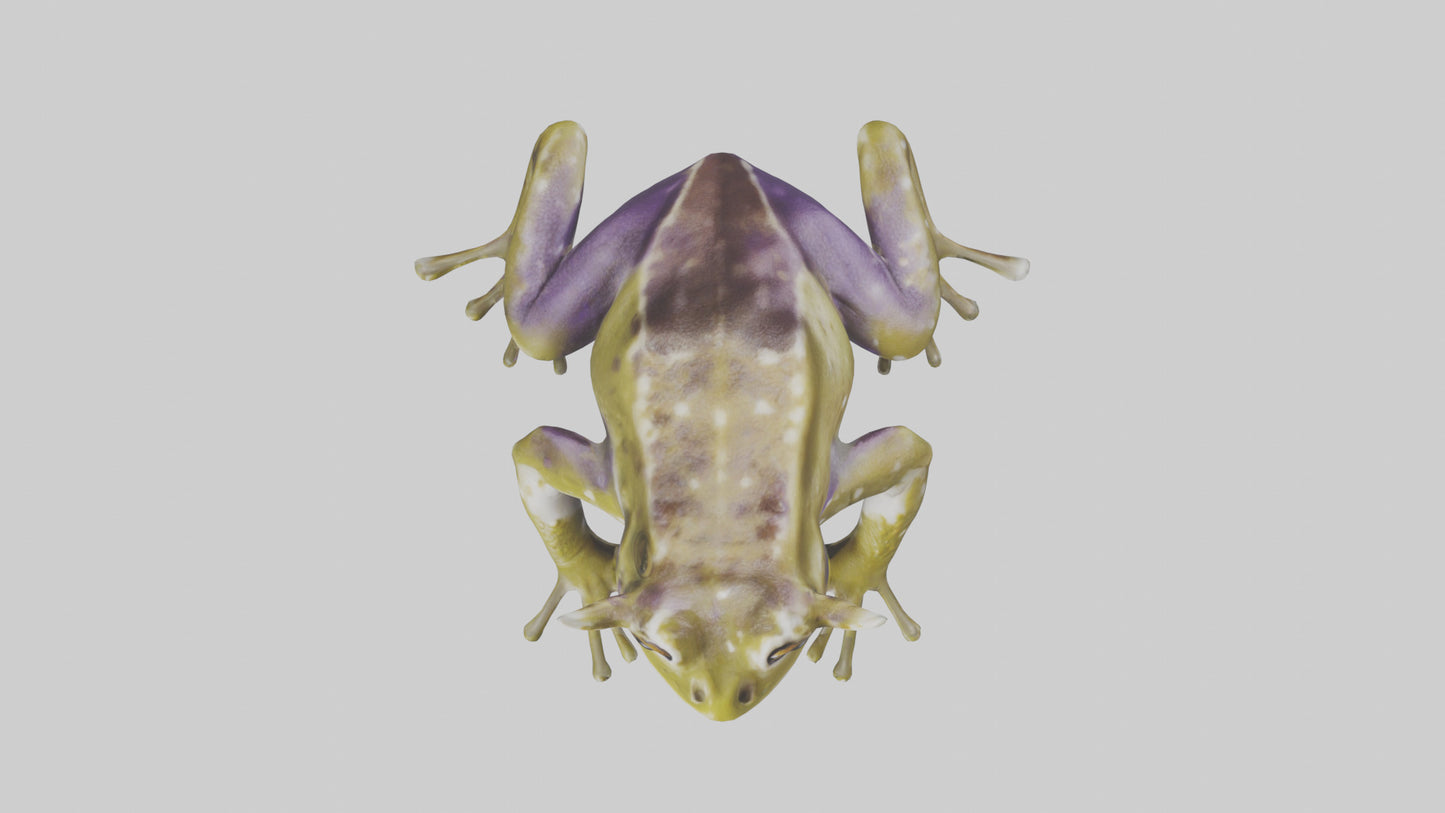 Horned Frog sitting model VR / AR / low-poly