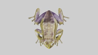 Horned Frog sitting model VR / AR / low-poly