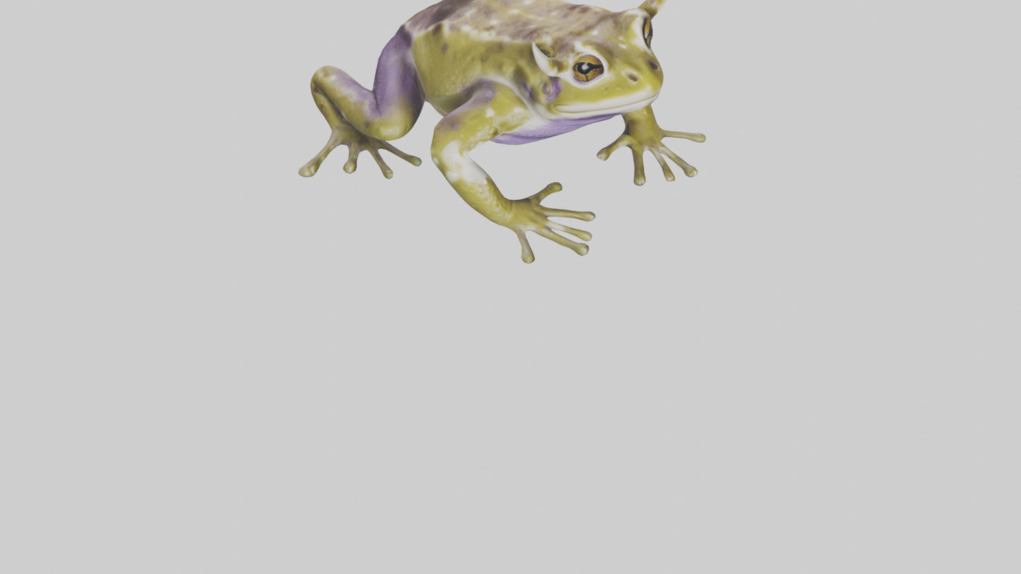 Horned Frog sitting model VR / AR / low-poly
