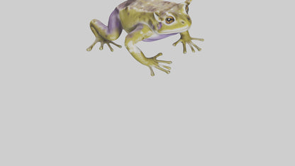 Horned Frog sitting model VR / AR / low-poly