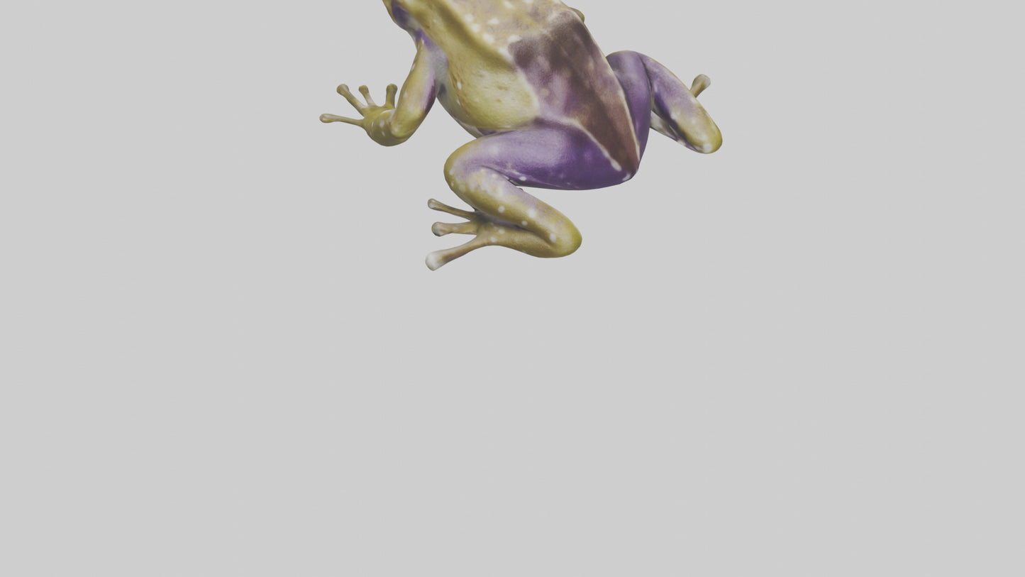 Horned Frog sitting model VR / AR / low-poly