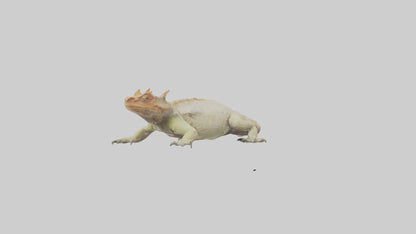 Horned Lizard basking model VR / AR / low-poly