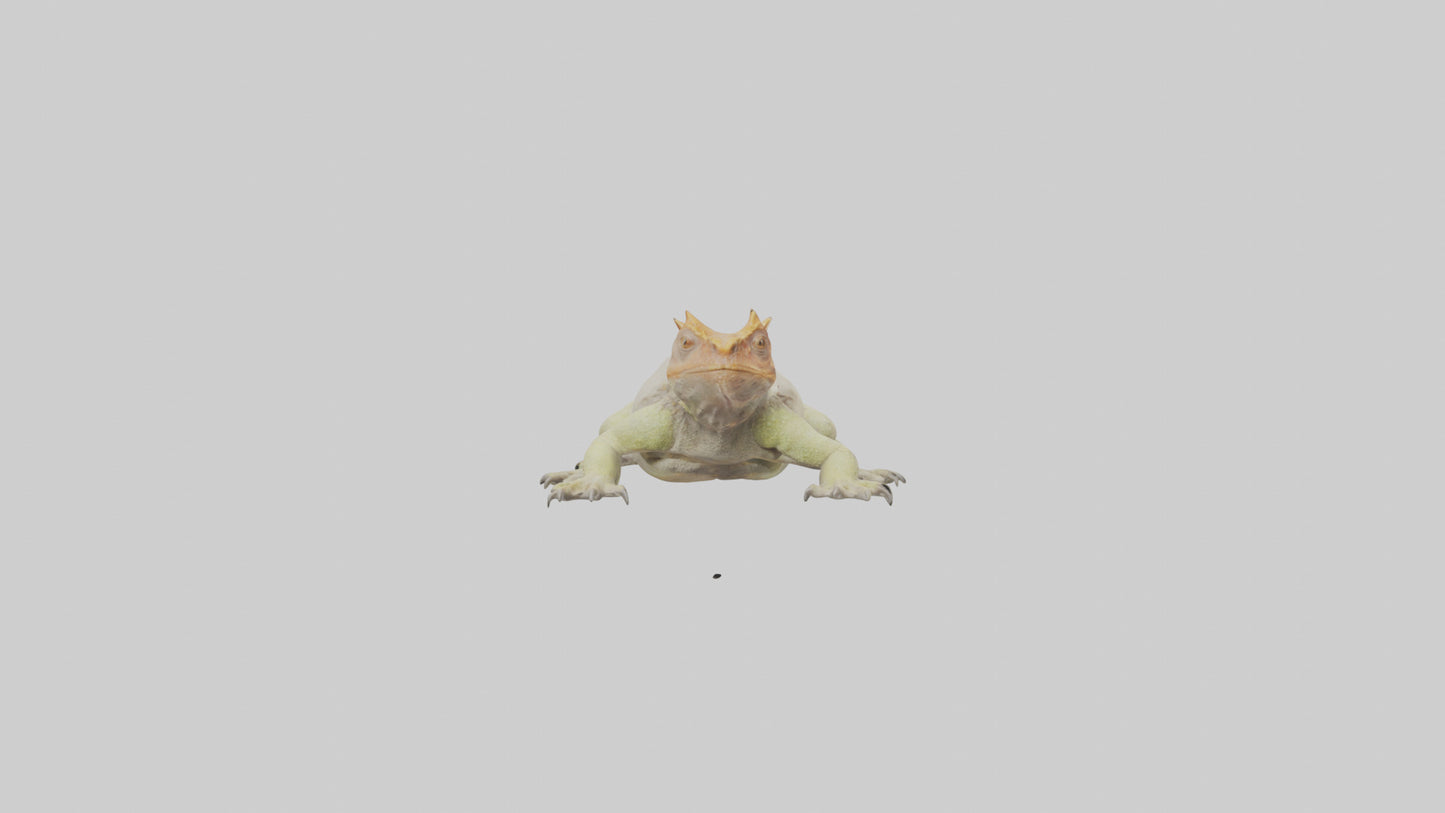 Horned Lizard basking model VR / AR / low-poly